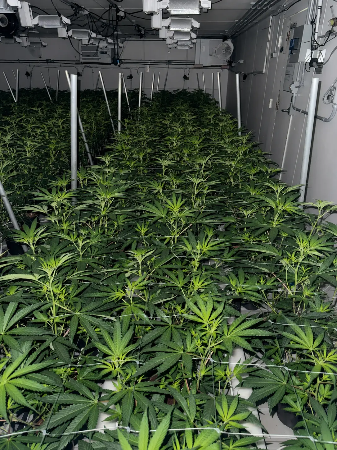 Established cannabis canopy inside an Abby Leaf cultivation room